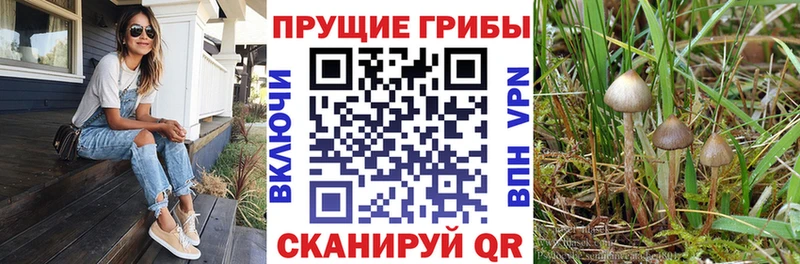 даркнет сайт Вологда Галлюциногенные грибы GOLDEN TEACHER